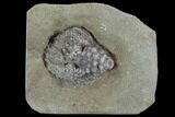Crinoid (Actinocrinites) Crown - Crawfordsville #94751-1